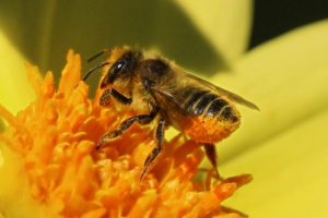 Bees Removal Melbourne cover photo