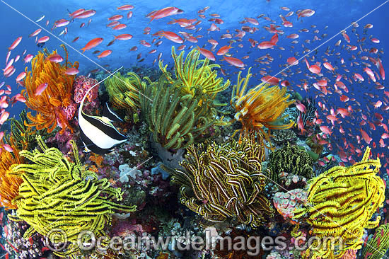 Oceanwide Images cover photo