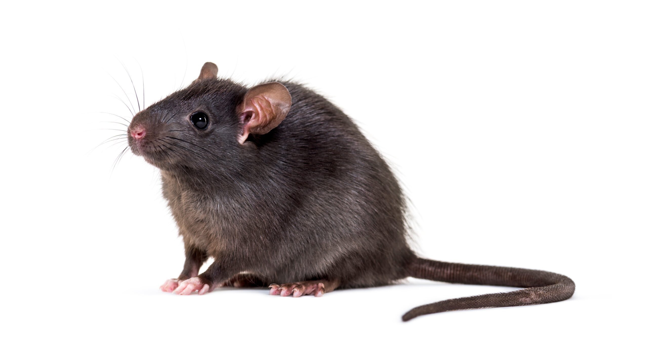 Rat Removal Melbourne cover photo